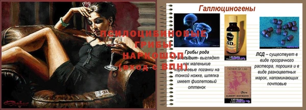 прущие грибы Вязники